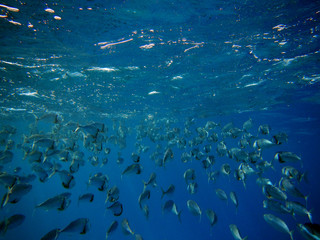 Fischschwarm beim Jagen