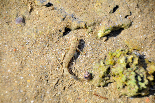 Kleiner Fisch im seichten Wasser