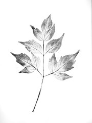 Black and white ink stamp of a leaf with organic texture. Isolated leaf from tree.