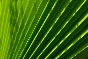 Obraz premium Green leaf of palm tree texture background