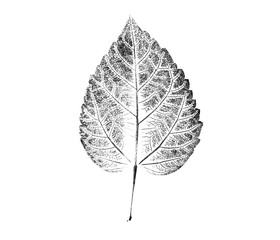 Black and white ink stamp of a leaf with organic texture. Isolated leaf from tree.