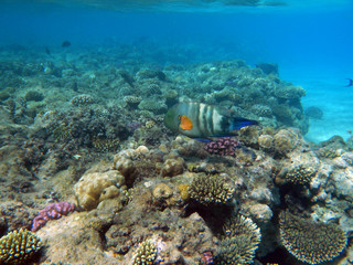 Fototapeta na wymiar Korallenriff mit Papageifisch