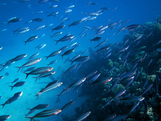 Fototapeta na wymiar Korallenriff mit bunten Fischen