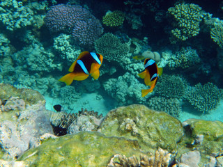 Fototapeta na wymiar Clownfisch im Roten Meer