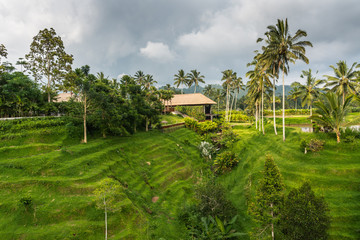 Fototapeta na wymiar Bedugul, Bali, Indonesia - February 25, 2019: Wooden brown barn hidden on terraces in green landscape, turned into a garden with pond, trees and plants, all under rainy dark sky.