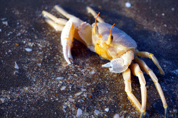 A Crab on the beach in Oman