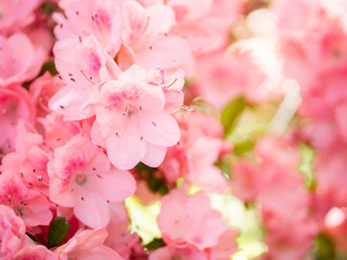 Obraz premium Paper flowers or Bougainvillea. Abatract. Sweet pastel pink color flowers in bokeh texture soft blur for background