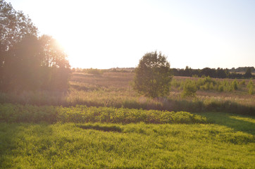 Beautiful Sunlit meadow. Summer evening. Outdoor view. Park, forest, trees.