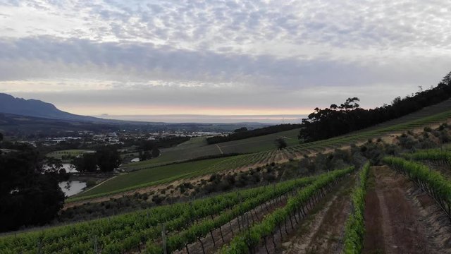Vineyards in Stellenbosch South Africa with sunset