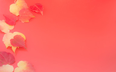 Little leaves on coral color background. Composition with copy space.