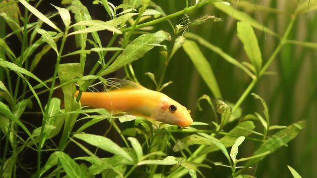 Gyrinocheilus orange, freshwater cypriniform fish, golden dominant female in nature aquarium, resting on a water plant