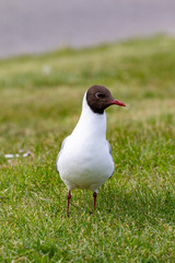 Black-headed seagull sitting on the ground in grass 