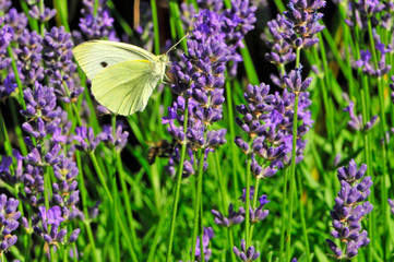 Schmetterling auf einer Blume