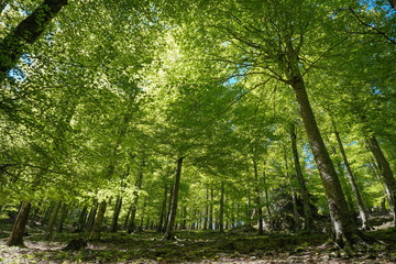 Landscape in the forest under trees foliage, France, Massif des Alberes, Pyrenees Orientales, Occitanie