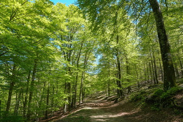 Fototapeta na wymiar Path in the forest, France, Massif des Alberes, Pyrenees Orientales, Occitanie
