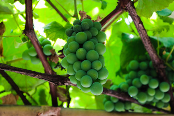 delicious green grape
