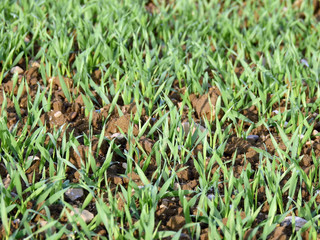 Feld mit jungen Trieben