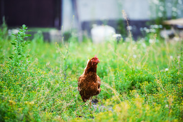 chicken on a farm