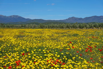 Spain landscape meadow of wild flowers, mostly corn marigold with few poppies, Mollet de Peralada, Alt Emporda, Girona province, Catalonia
