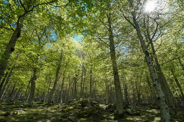 Fototapeta premium Trees foliage in the forest, France, Massif des Alberes, Pyrenees Orientales, Occitanie