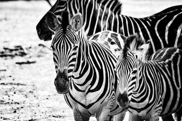 Fototapeta na wymiar Black and white photo of zebras in Bandia resererve, Senegal. It is wildlife animals photography in Africa. There is mother and her zebras baby.