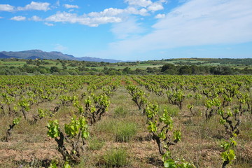 Vineyard field landscape in Spain near Mollet de Peralada, Catalonia, Alt Emporda, Girona province