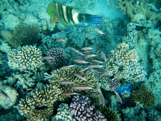 Korallenriff mit bunten Fischen