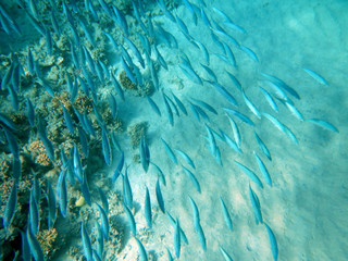 Korallenriff mit bunten Fischen
