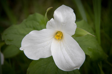 trilliums in the woods