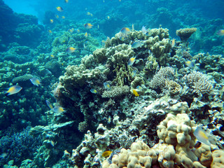 Plakat Korallenriff mit bunten Fischen