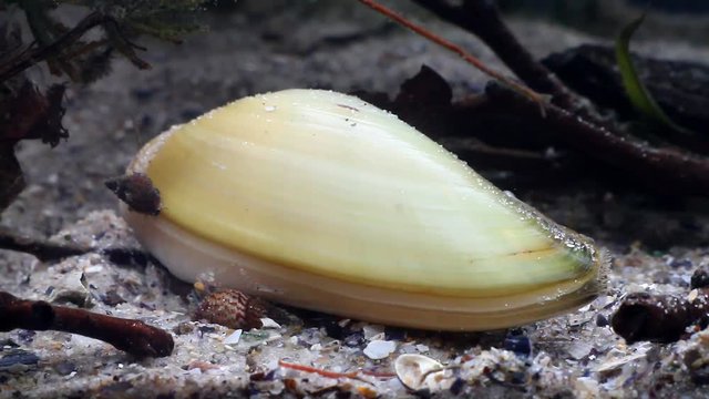 painter's mussel, Unio pictorum, a species of medium-sized freshwater mussel, aquatic bivalve mollusk, river mussel, closeup view in freshwater temperate river biotope aquarium
