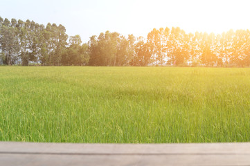 Fototapeta premium The view of the rice fields with beautiful rice fields and the warmth of the sun.