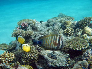 Obraz na płótnie Canvas Korallenriff mit bunten Fischen