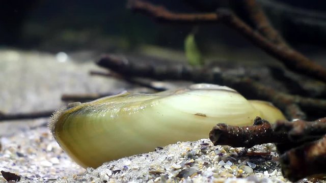 painter's mussel, Unio pictorum, a species of medium-sized freshwater mussel, aquatic bivalve mollusk, river mussel, closeup view in freshwater temperate river biotope aquarium