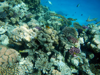 Obraz na płótnie Canvas Korallenriff mit bunten Fischen