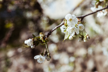 Fleurs de pommier blanches