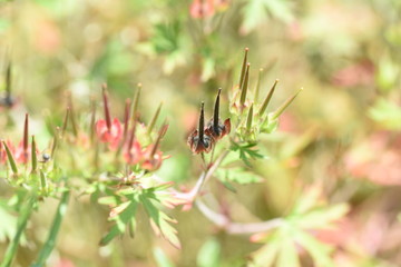 Geranium carolinianum / Carolina geranium / Carolina cranes bill