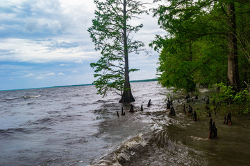 Fototapeta na wymiar cypress trees growing out of Lake Phelps, North Carolina