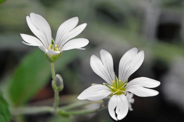 Wilde Blumen