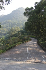 road in forest