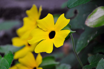 Kletterpflanze mit gelben Blumen