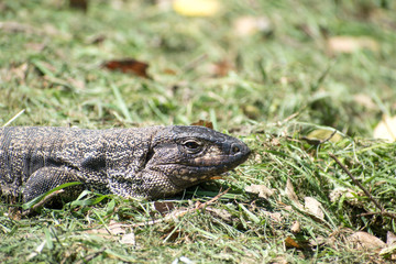 reptilia 