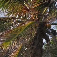 coconut palm tree on blue sky background