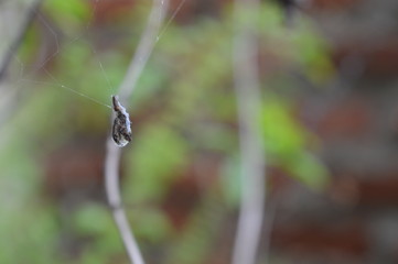 Gusano atrapado por una telaraña