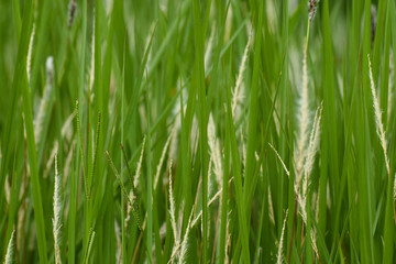 Fototapeta na wymiar Green Grass Blades And Seeds Close-up Frame, South Africa