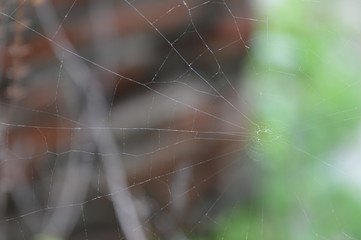 Telaraña en medio de la naturaleza