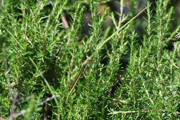 Common Citril Damselfly Hiding In Vegetation (ceriagrion glabrum), Dullstroom, South Africa