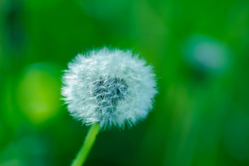 fluffy dandelion in the grass. macro