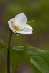 Fototapeta na wymiar close up of white trillium wildflower