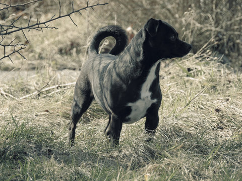 Kleiner Hund beim Jagen